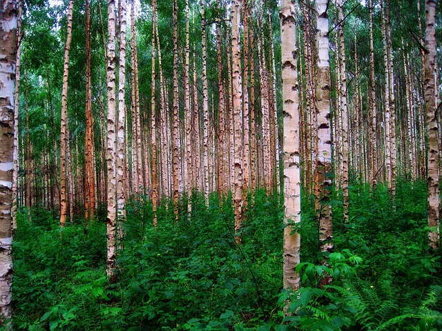 silver birch tree