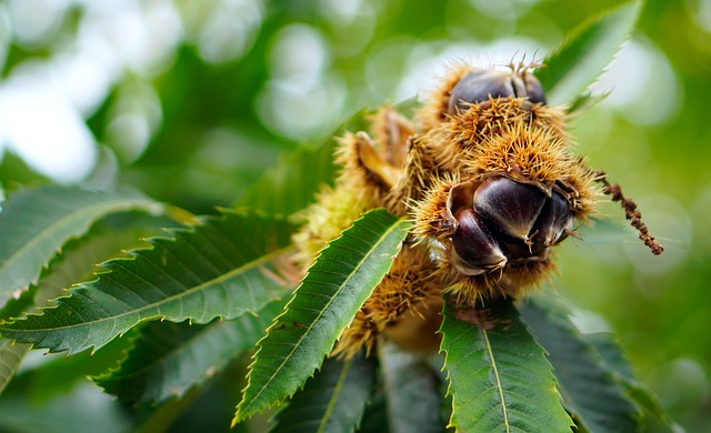 chestnut tree